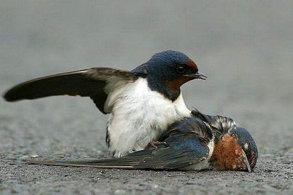 Exclusif : à cause du froid les hirondelles meurent de faim!