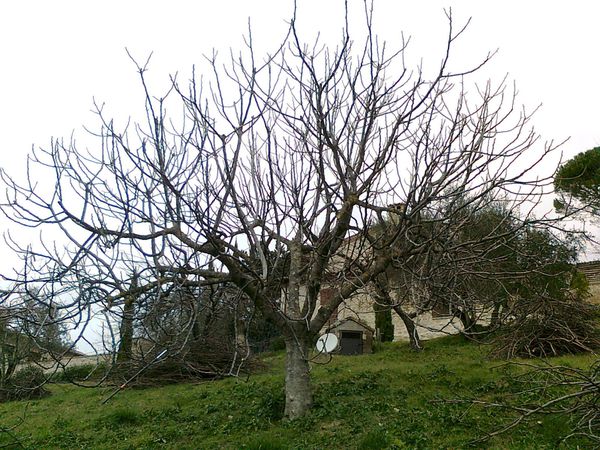 Les figuiers et l'abricotier de Cees