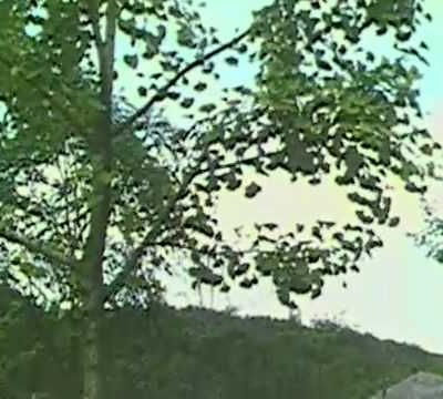 Le gingko "Ginkgo Biloba", le plus ancien des arbres