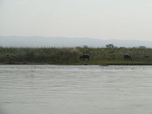 Népal -Chitwan-