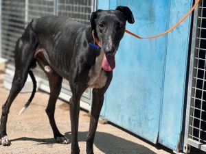 chien levrier d'espagne a adopter  chez sos chiens galgos