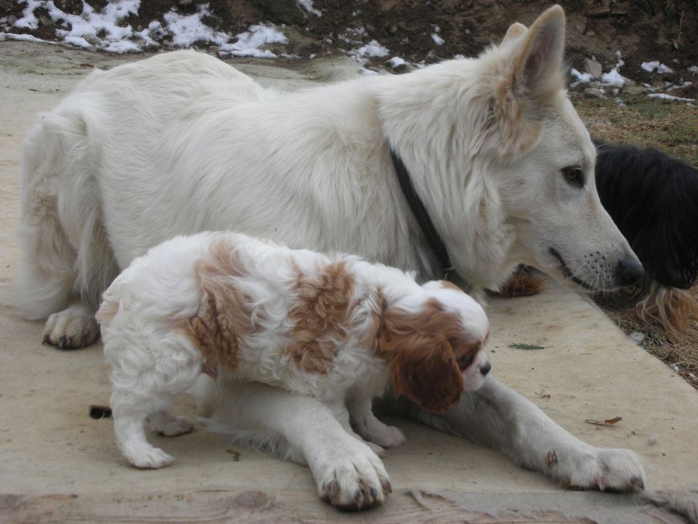 Album - Cavalier  adultes et leurs chiots