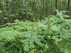 Forêt de Montmorency , dans le Val D'oise (95) 