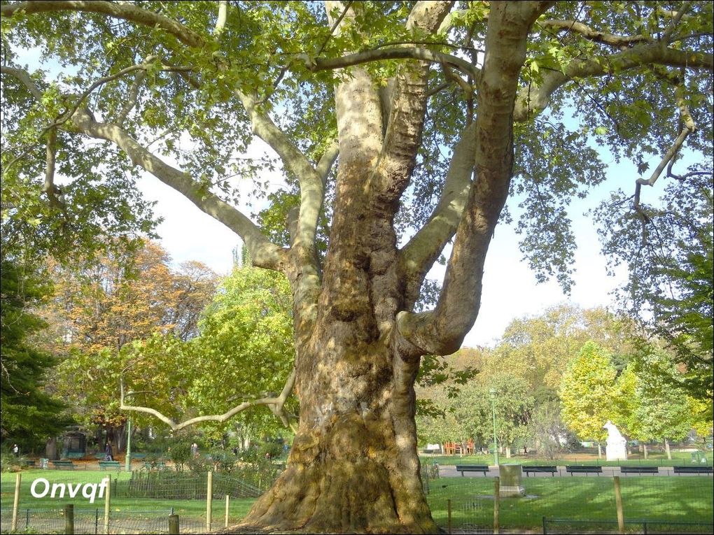 Platane d'Orient, Parc Monceau, Paris 8e (Paris 75) AA