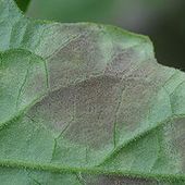 Tropilég - Cladosporiose de la tomate (Passalora fulva)