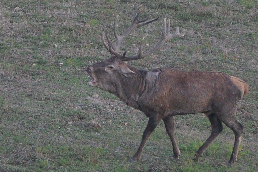 femmina, Riserva Naturale Acquerino-Cantagallo