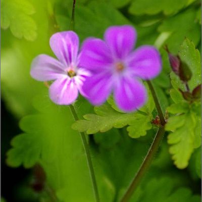 Fleurs et propriétés médicinales - Le géranium Robert 