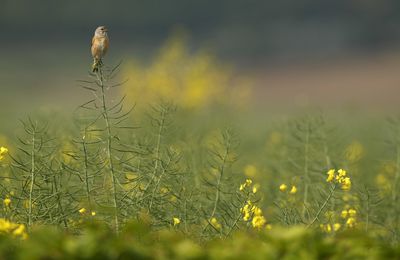 Linotte mélodieuse (Haute-Somme)