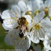 Album - la-butinner-des-abeilles-et-leurs-environnement
