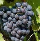#Rose Grenache Wine Producers South Coast California Vineyards 
