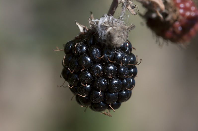 Quelques-unes des 250 fleurs observées en 2010