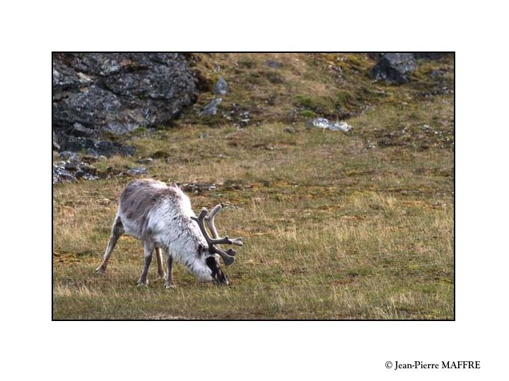 Le Spitzberg est la terre arctique où la faune est la plus riche. On y trouve des rennes, des morses, des phoques, des ours polaires et de nombreux oiseaux.