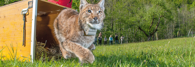 Lynx, le retour fragile du grand prédateur