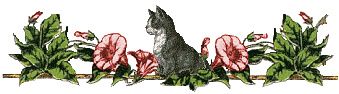 Un chat dans ma cuisine !!!