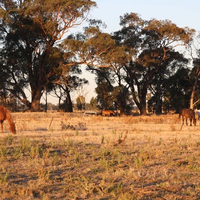 Retour dans l'outback australien