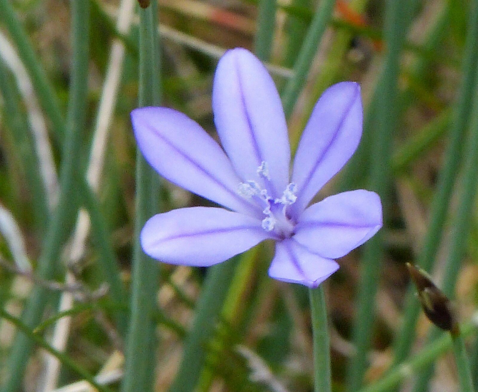 • l’Aphyllanthe de Montpellier (Aphyllanthes monspeliensis) qui remonte jusqu’en Savoie, aux fleurs bleues avec une nervure foncée sur chaque division ;
