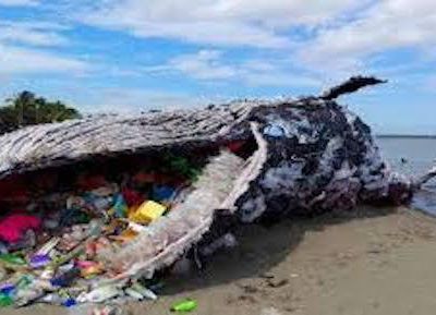 Aux Philippines, une baleine est morte de faim… avec 40kg de plastique dans l’estomac