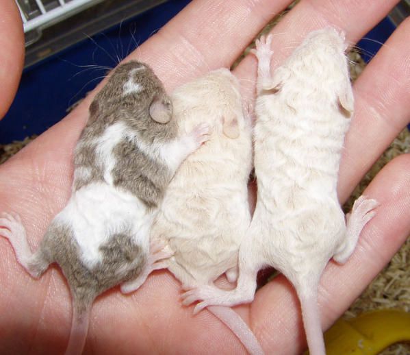 Photos de bébés souris