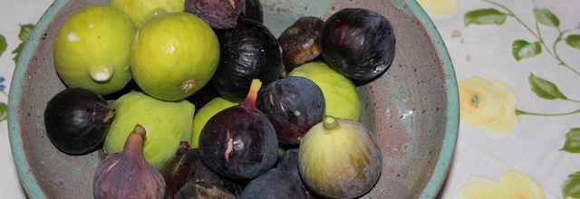 LES FIGUES DE LILY...