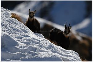 chamois au rut suite 10