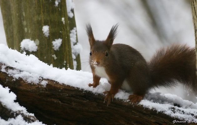 L'écureuil sous la neige