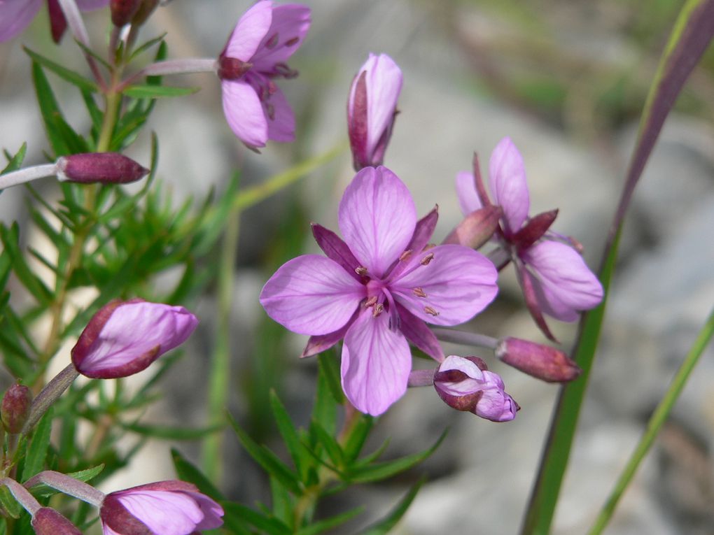 La flore du Mercantour