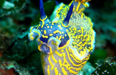 Nudibranche Doridien : Doris géant (Hypselodoris picta picta)