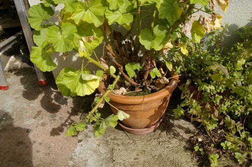 Bouture De Geranium Zonale Blog Nature Et Petits Animaux