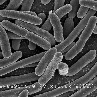 Qu'est-ce que l'Escherichia coli ?