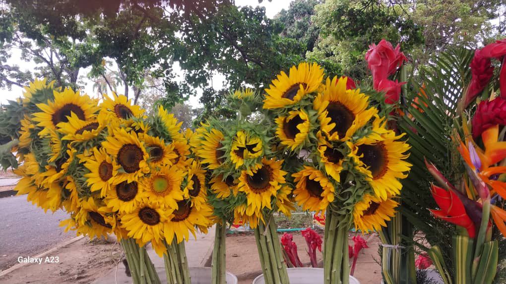 "Punto de Girasoles Milagro de Dios" ofrece variedad de flores al mayor y detal en el Trigal Norte (Publicidad)