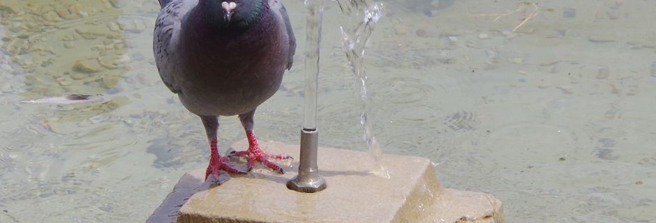Même les oiseaux ont soif !