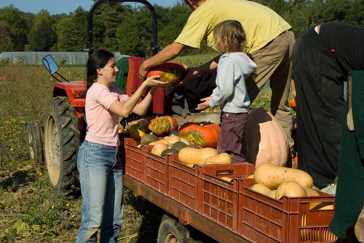 La récolte des courges