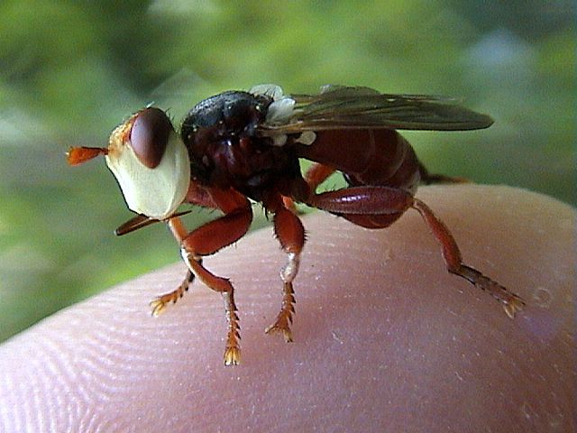 Moustiques, tipules, mouches, syrphes...
Des formes, des couleurs, des moeurs très variées. Un ordre d'insectes passionnants...