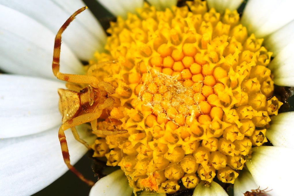 Araignées crabes et leurs proies souvent bien plus grosses qu'elles.