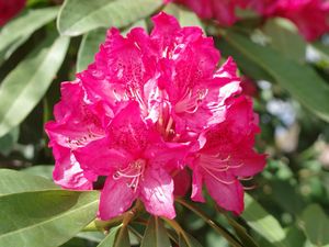 Le jardin botanique royal  Real Jardin Botanico Madrid