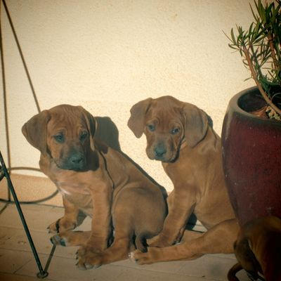 Les chiots ont grandi!