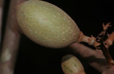 Dicranostyles longifolia