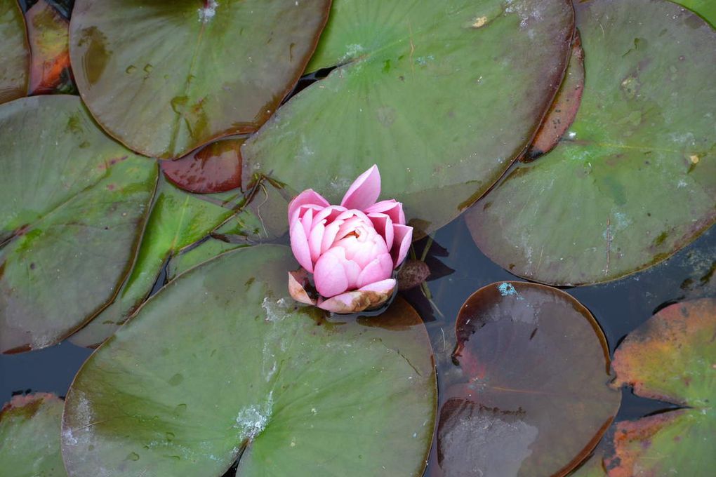 Sortie au jardin des nénuphars GS Rencontre avec...