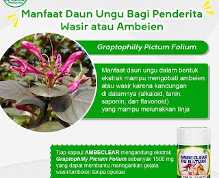 Manfaat daun ungu bagi penderita wasir/ambeien yang ada dalam ambeclear