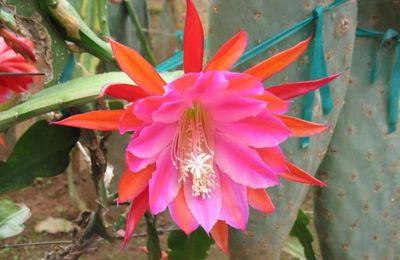Epiphyllum Over The Top