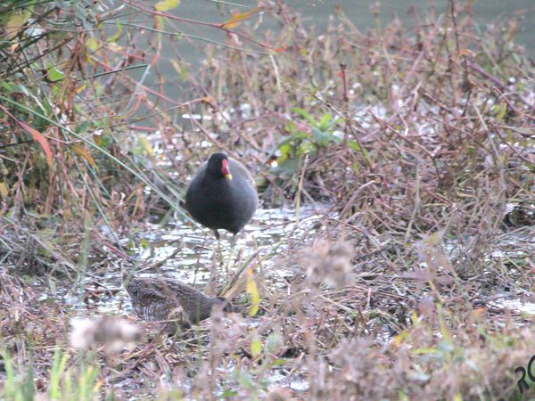 Marouette ponctuée et poule d'eau