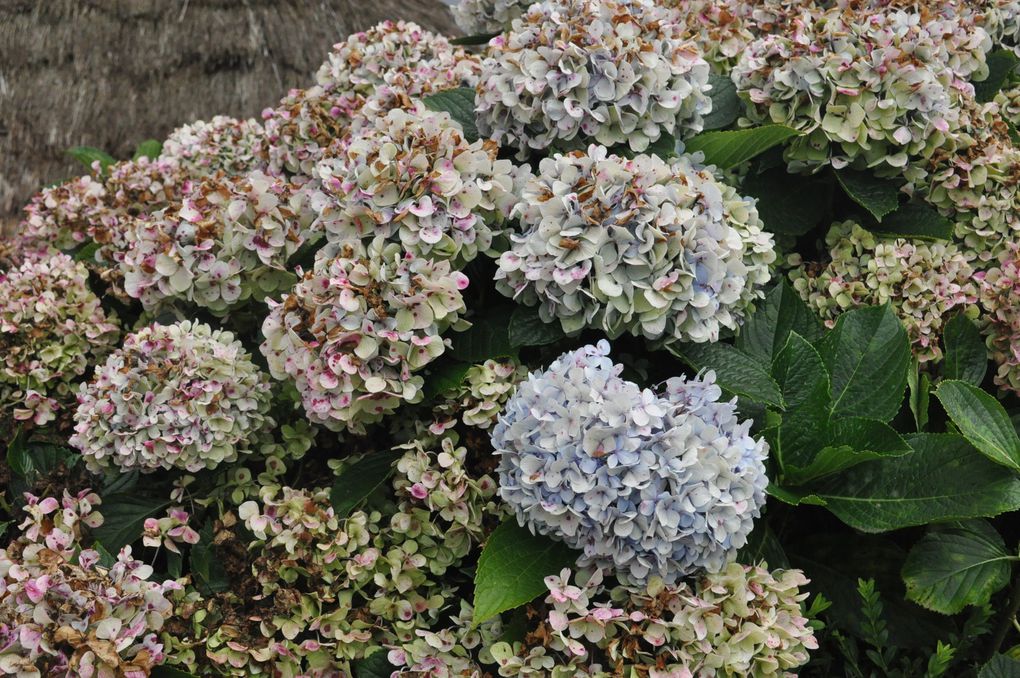 Madère l'île aux fleurs