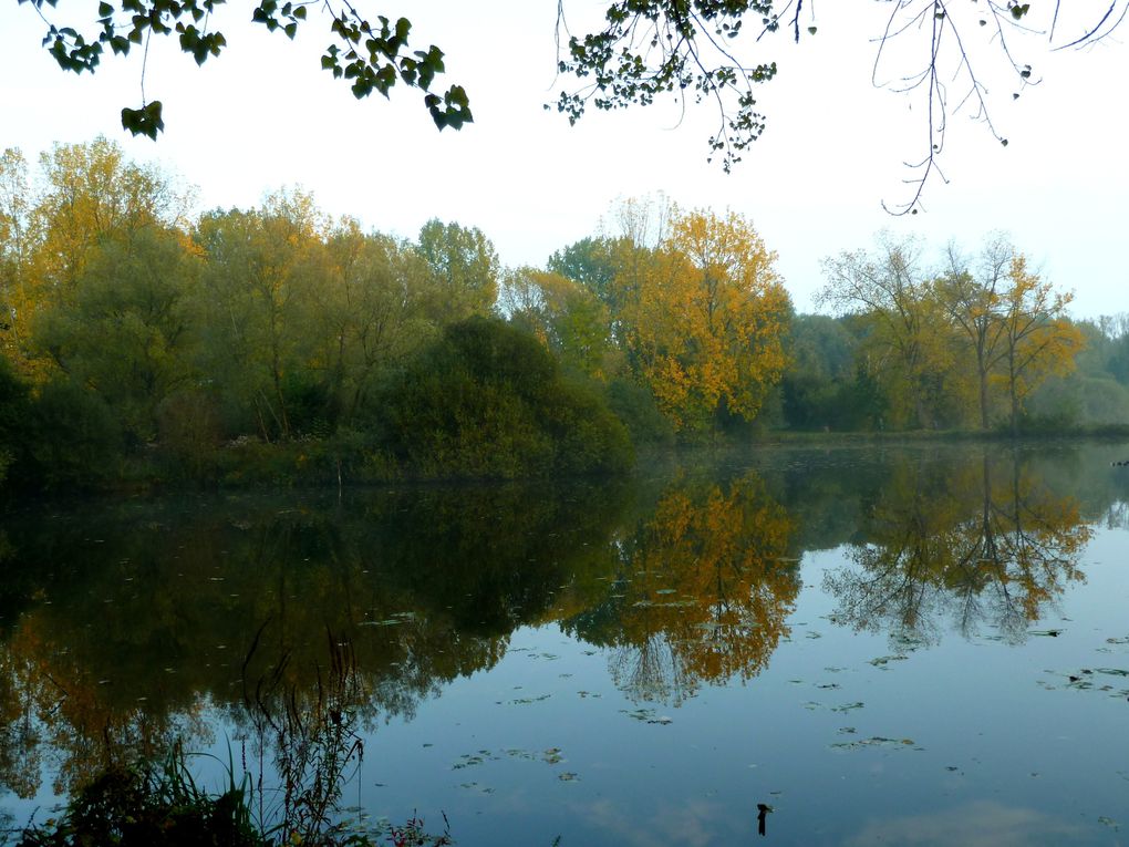 Parc aux chats, Amiens