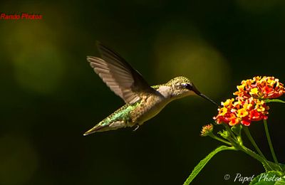 LE COLIBRI (SI PETIT, SI MIGNON)  AUX JARDINS TROPICAUX *