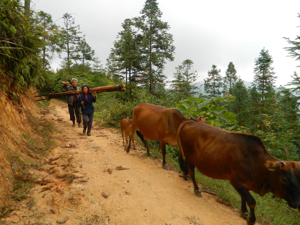 Quand on est basé à Zhaoxing, une longue marche dans les montagnes et les villages environnants s'imposent, notamment en direction de Tang'An. Paysages et rencontres insolites au programme.