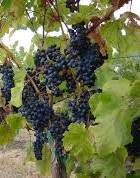 #Red Petit Verdot Wine Producers Virginia Vineyards page 2