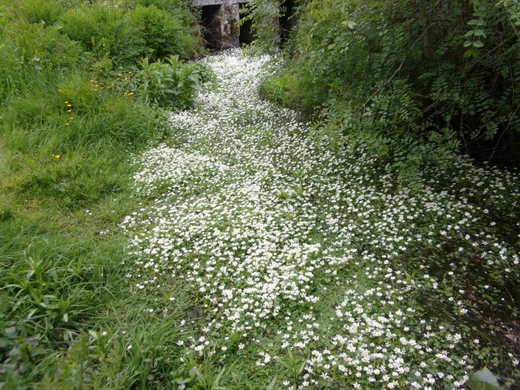 Les &quot;12 Km&quot; en campagne Vendéenne&quot;