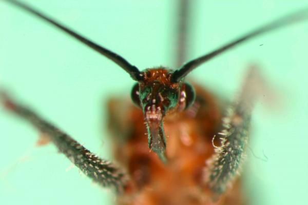 Photos des insectes que j'a pu trouver sur les routes de Floride