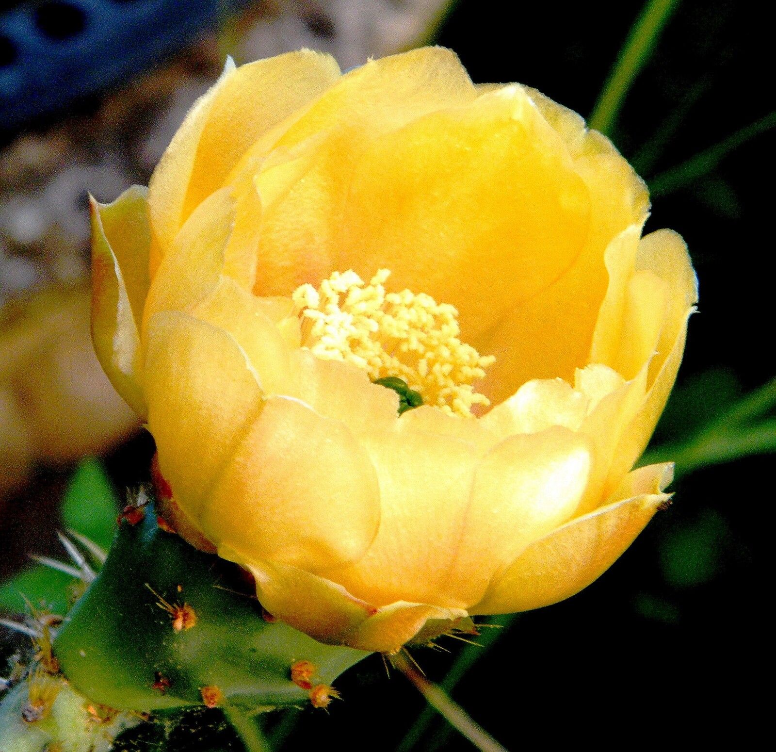 Fleur de figue de Barbarie (cactus) ou Berbérie. 01.06.21. Introduite du bord de mer (13). Voir "botanique"..
