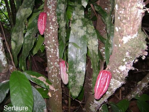 Tout un florilège de fleurs et de fruits de polynesie
Au fil des articles découvrez ou redécouvrez les merveilles que nous offre la nature
